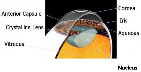 Interior of eye showing nuclues