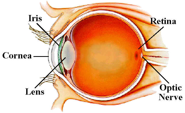 Normal eye
